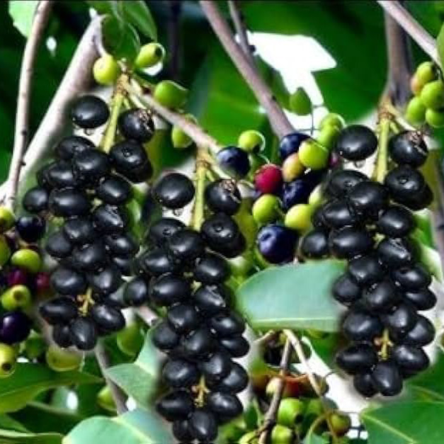 Java Plum Seeds Manufacturers in Ranchi Java Plum Seeds Manufacturers in Ranchi