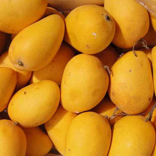 Mango Manufacturers in Ranchi Mango Manufacturers in Ranchi